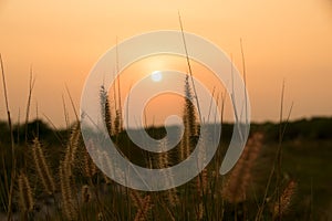 Close up desho grass and sun light in evening time photo