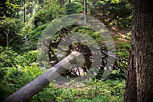 Close up on destroyed tree in the forest