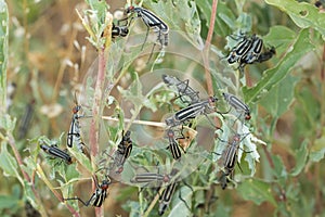 Close-up of destructive beetles eating and destroying leaves. A garden pest