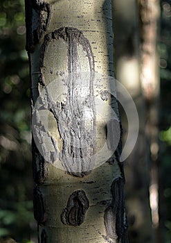 Close up detail of aspen tree trunk with bark and knots.