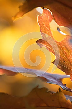 Close up detail autumn leaves with golden sunlight. Forest textures seasonal beauty. Brown maple leaf.