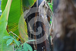 close up detail of banana tree trunk