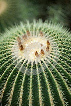 Close up detail of a beautiful and impressive big gold ball cactus, golden barrel cactus