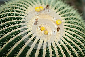 Close up detail of a beautiful and impressive big gold ball cactus, golden barrel cactus