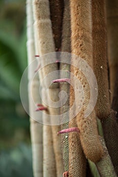 Close up detail of a beautiful and impressive big vertical grown succulent cactus