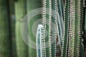 Close up detail of a beautiful and impressive big vertical succulent cactus,