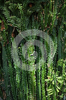 Close up detail of a beautiful and impressive spurge succulent cactus