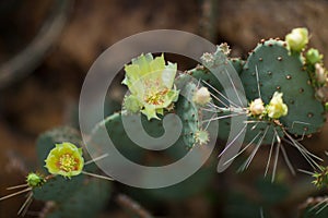 Close up detail of beautiful opuntia, prickly pear cactus with yellow blossom