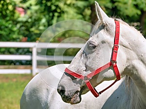 Close up detail with a beautiful white horse with a red bridle. Horse portrait with blurred background