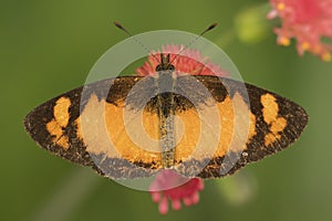 Close up detail of a black and orange butterfly on a red flower from above