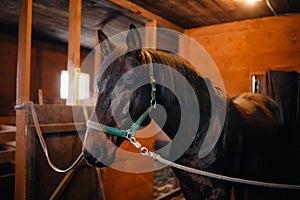 Close-up detail of brown horse, bridle, saddle. Winter, snow