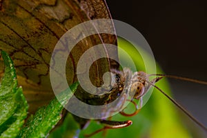 Close-up detail of butterfly eyes