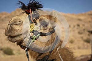 Close-up and detail of camel head with riding ropes, desert hill in background