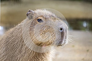 Close up detail of Capybara