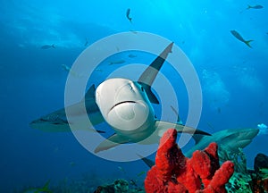 Close up detail of Caribbean reef shark.