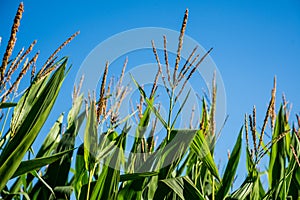 Close-up detail contrapicado of green corn plants, in bloom, with blue sky in the background, horizontally, in Cantabria
