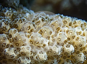 Close Up Detail of Coral Underwater in Hawaii