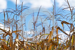 Close up detail of a corn crop maturing in a field