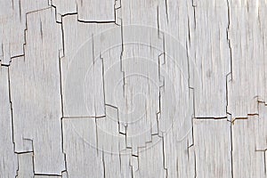 Cracking crazed black cracks on a worn white surface