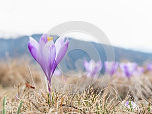 Close up detail with a Crocus heuffelianus or Crocus vernus purple flower blooming in the spring.