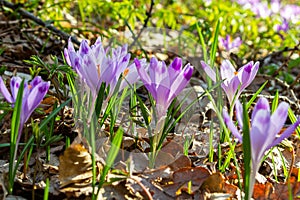 Close up detail with a Crocus heuffelianus or Crocus vernus spring giant crocus. purple flower blooming in the forest