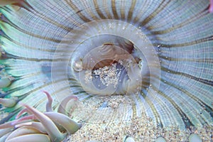 Close up detail curves and lines in sea anemone