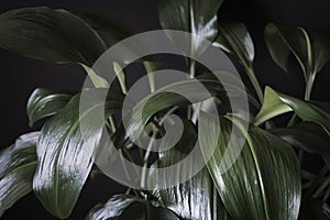 Close up detail of dark green Eucharis leaves