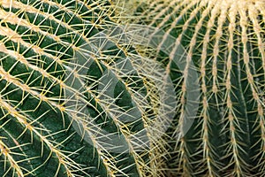 Close-up detail of Echinocactus Grusonii cactus, with unfocused background, in the Arganzuela greenhouse of Madrid photo