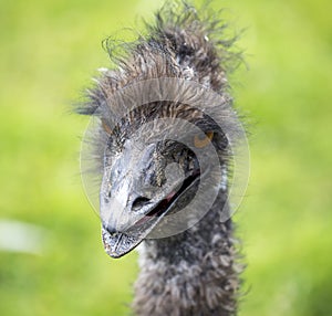 Close up detail of emu/ostrich head