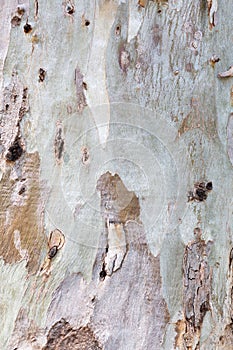 Close up detail from eucalyptus tree bark