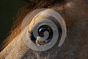 Close up detail of the eye of a bay criollo horse