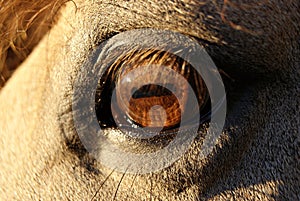 Close up detail of the eye of a bay criollo horse