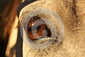 Close up detail of the eye of a bay criollo horse