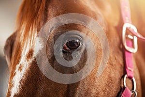 Close-up detail eye of brown horse, bridle, saddle