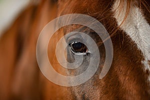 Close-up detail eye of brown horse, bridle, saddle