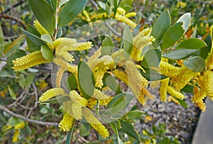 Close up detail of the fabulous Australian wattle in flower.