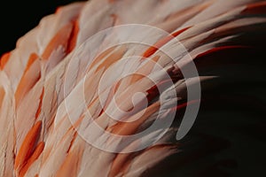 Close-up detail of the feathers of a flamingo with white and pink feathers
