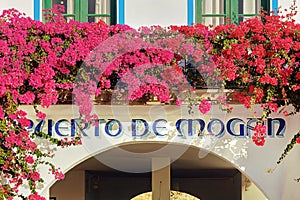 Close up detail of flowers in Puerto de Mogan, Little Venice in Gran Canaria