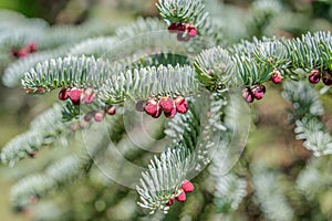 Close up detail with the fresh green foliage of Abies procera Rehder also called the noble fir or red fir