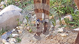 Close-up and detail of the front legs of a donkey or mule with legs tied together