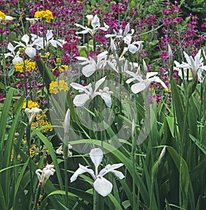 Garden border with Primulas and Iris's