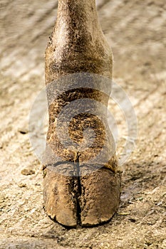 Close up detail of giraffe hoof