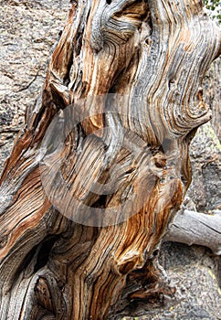 Close up Detail of Gnarled Wood Tree Trunk