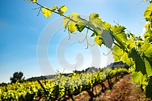 Grapevine leaves in vineyard against blue sky.