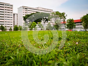 Close up detail of a grassy field in tropical Singapore, with government built public housing flats HDB flats in the background photo