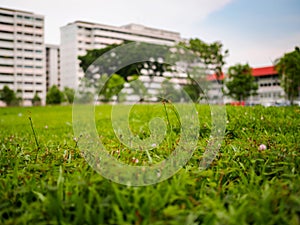 Close up detail of a grassy field in tropical Singapore, with government built public housing flats HDB flats in the background