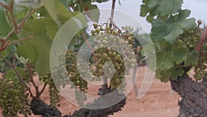 Close-up detail of a green grape cluster with grapevine leaves, vine and orange ground