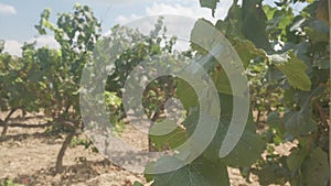 Close-up detail of a green grape cluster with grapevine leaves, vine and orange ground located in Vilafranca del Penedes in Spain