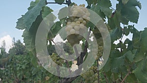 Close-up detail of a green grape cluster with grapevine leaves, vine and orange ground located in Vilafranca del Penedes in Spain