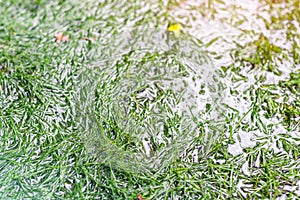 Close-up detail green grass lawn covered with water due to snow melting thaw and flash high water at spring. Natural